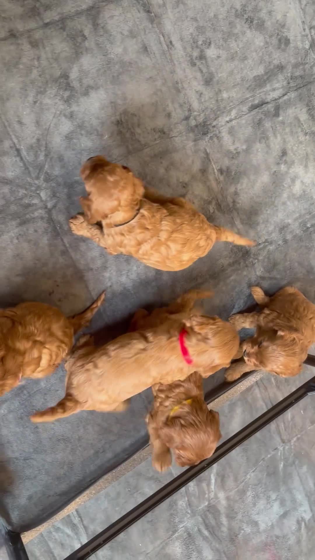 Cavapoo dogs for sale: Beautiful Cavapoo pups ready to leave 20th August! in Thetford - Video 1