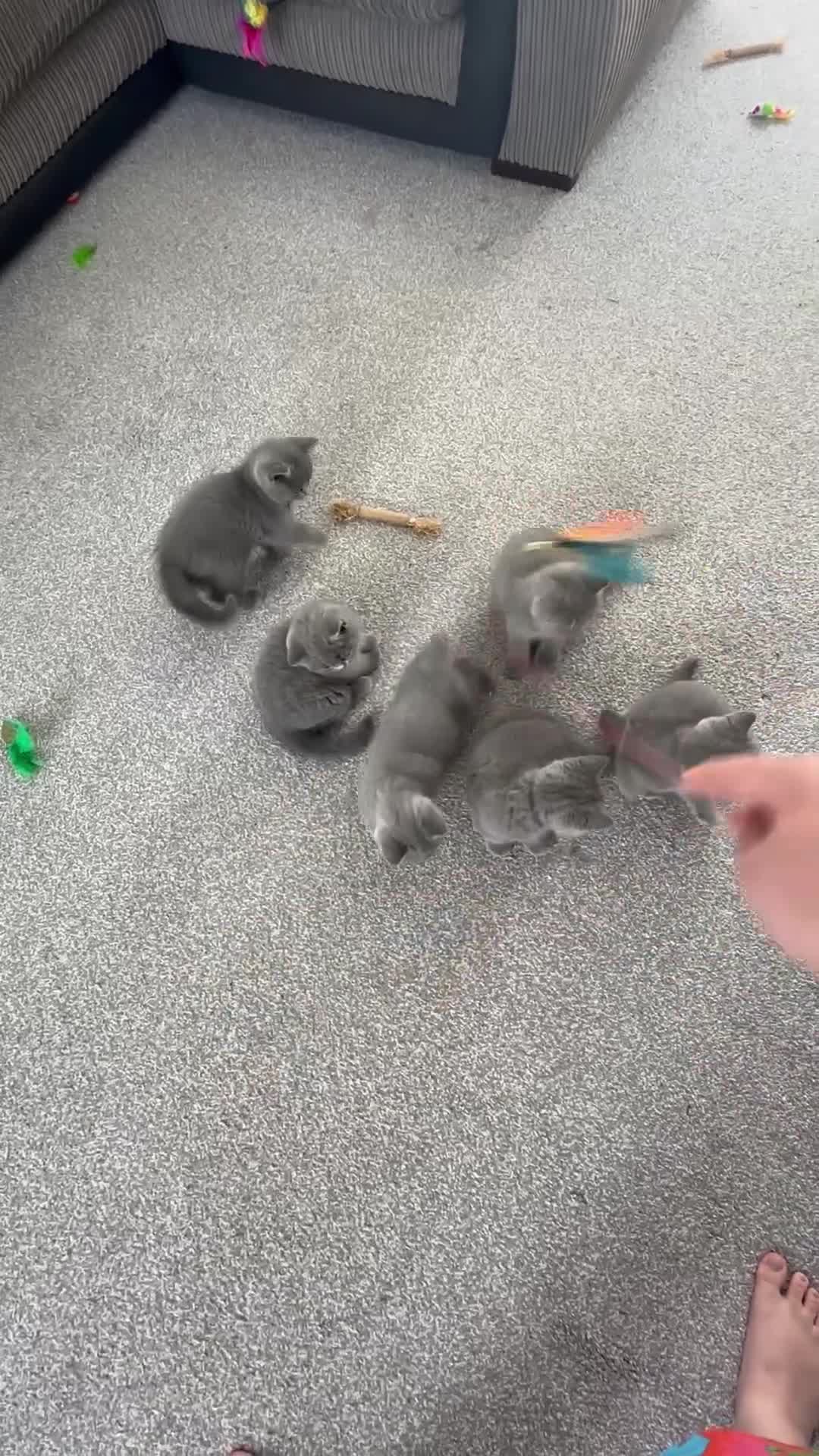 British Shorthair cats for sale: READY NOW 😻Pedigree BSH with perks in Swindon - Video 1