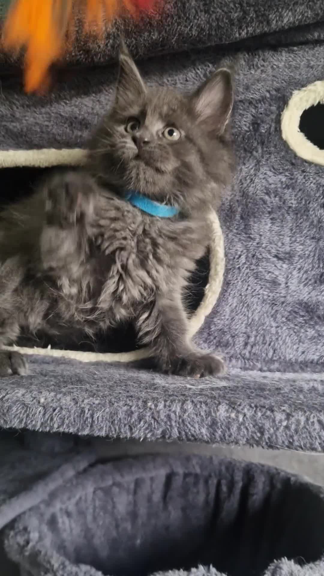 Maine Coon cats for sale: TICA REGISTERED MAINE COON KITTENS - Video 4