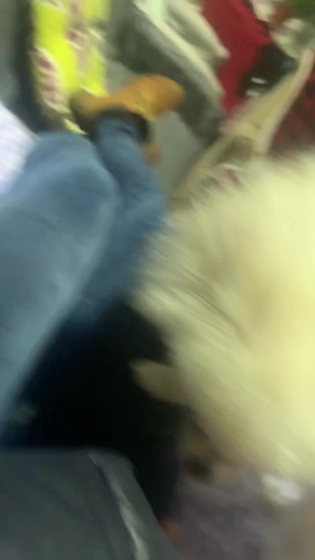 Pomeranian dogs for sale:  **  Pomeranian girl puppy  - Video 1