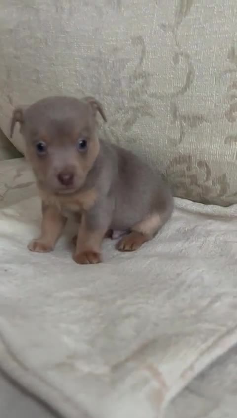 Jack Russell dogs for sale: Jack Russell  - Video 1