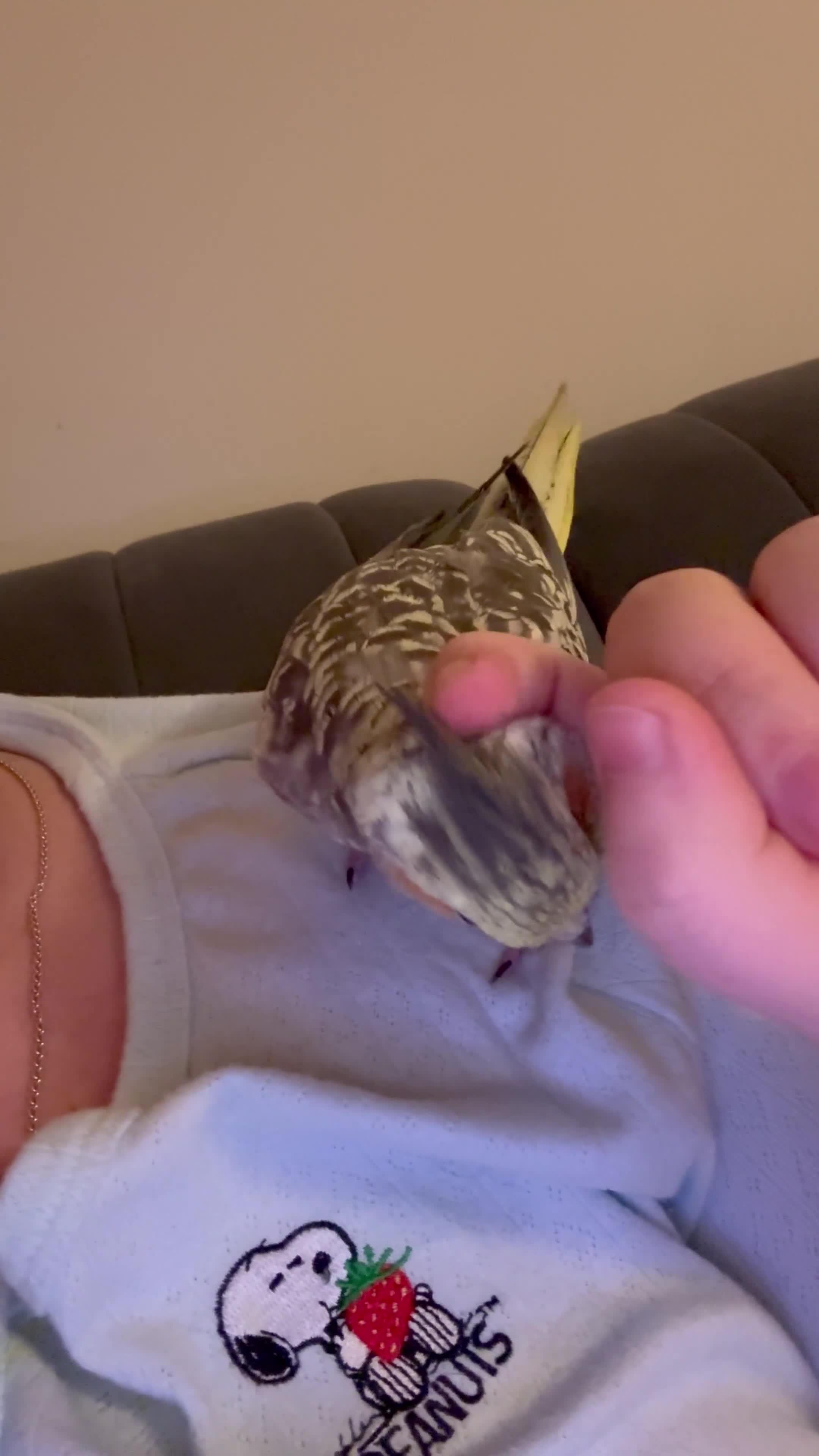 Cockatiels birds for sale: Female cockatiel  - Video 1