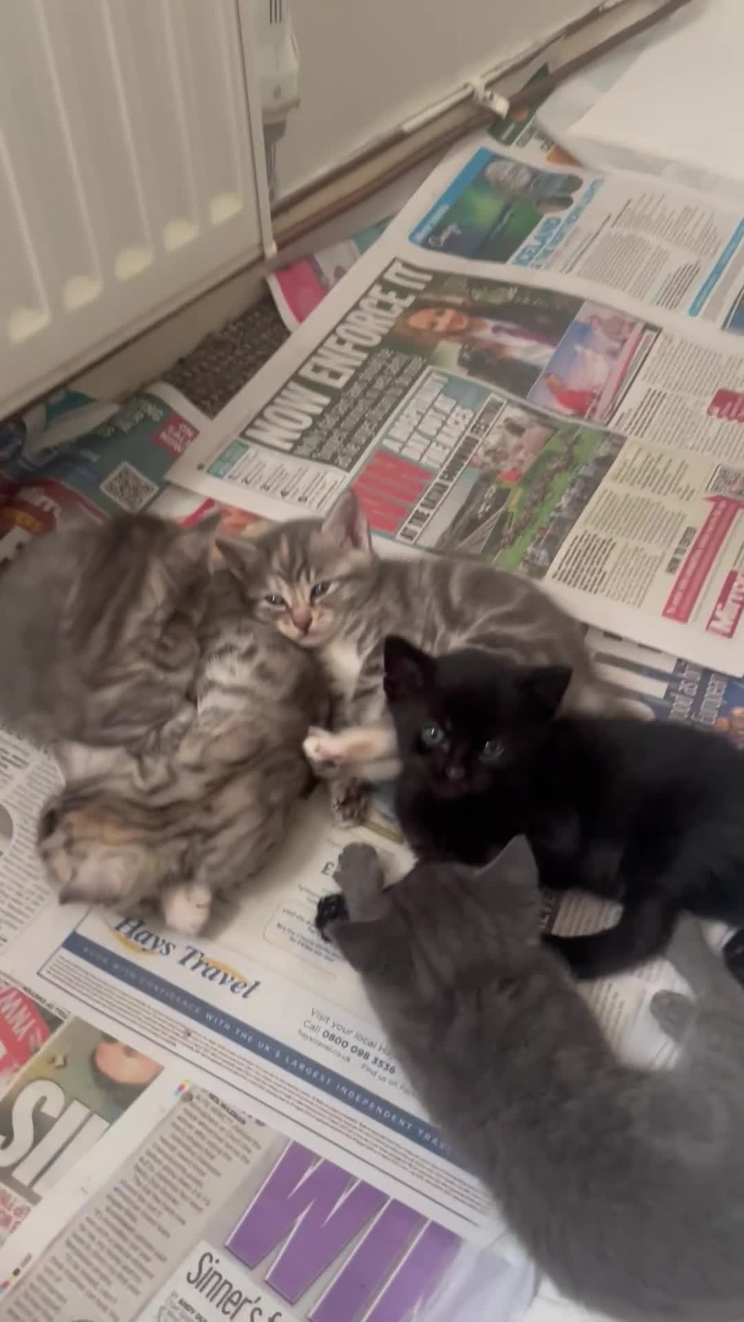 Mixed Breed cats for sale: Kittens - Video 1