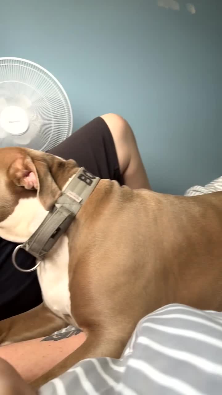 Mixed Breed dogs for sale: Beloved family dog  - Video 1