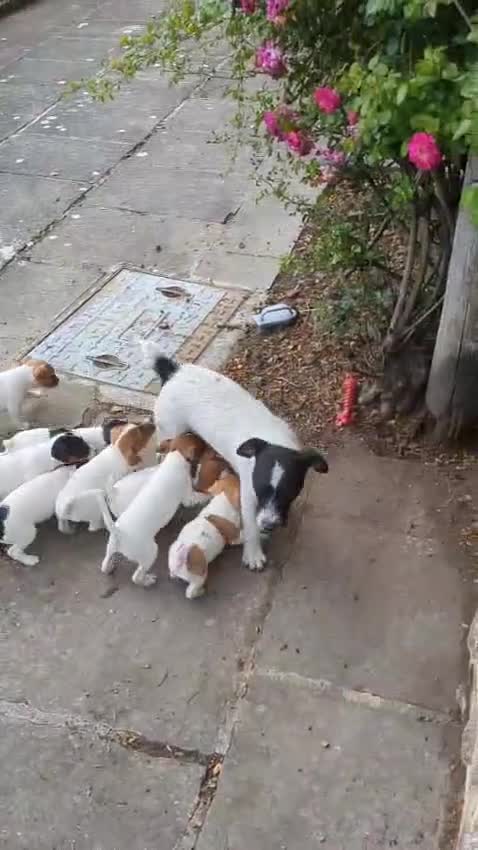 Jack Russell dogs for sale: Miniature Jack Russell's - Video 1
