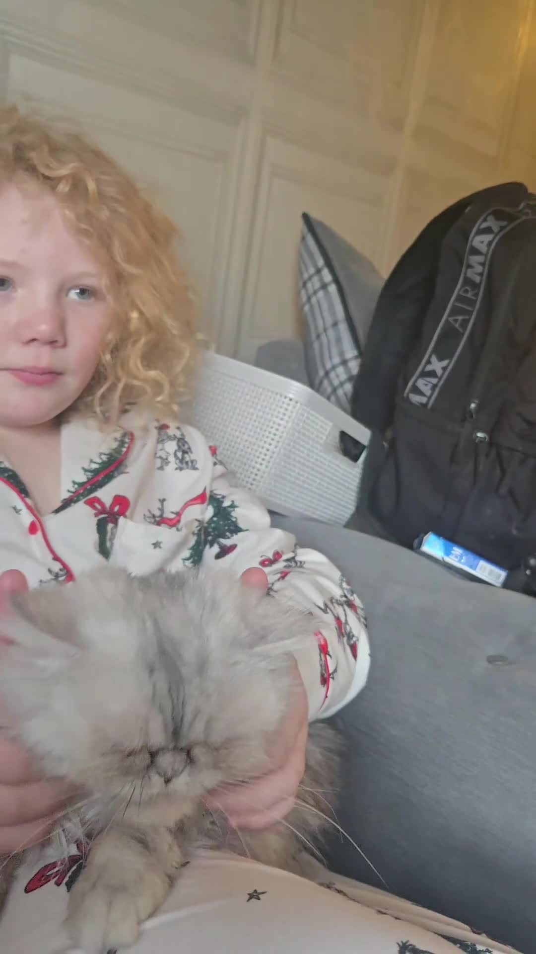 Persian cats for sale: Cat   in Bradford - Video 1