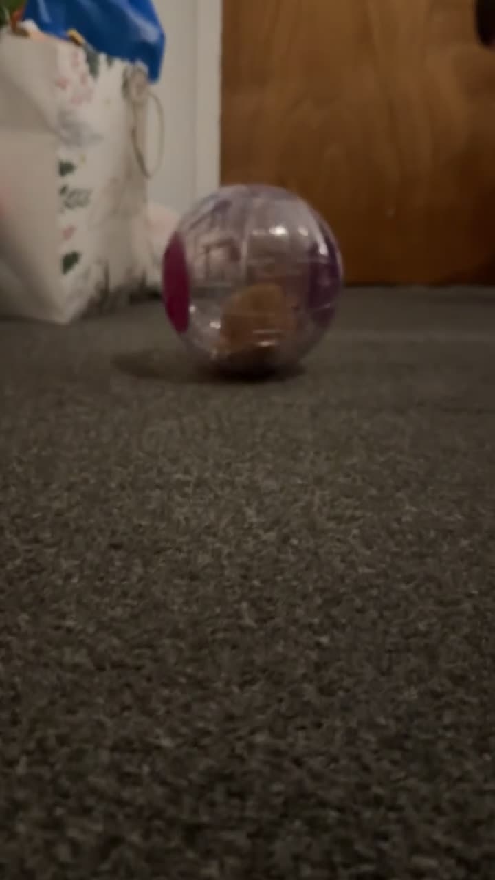 Hamster rodents for sale: Syrian Hamster - Video 2