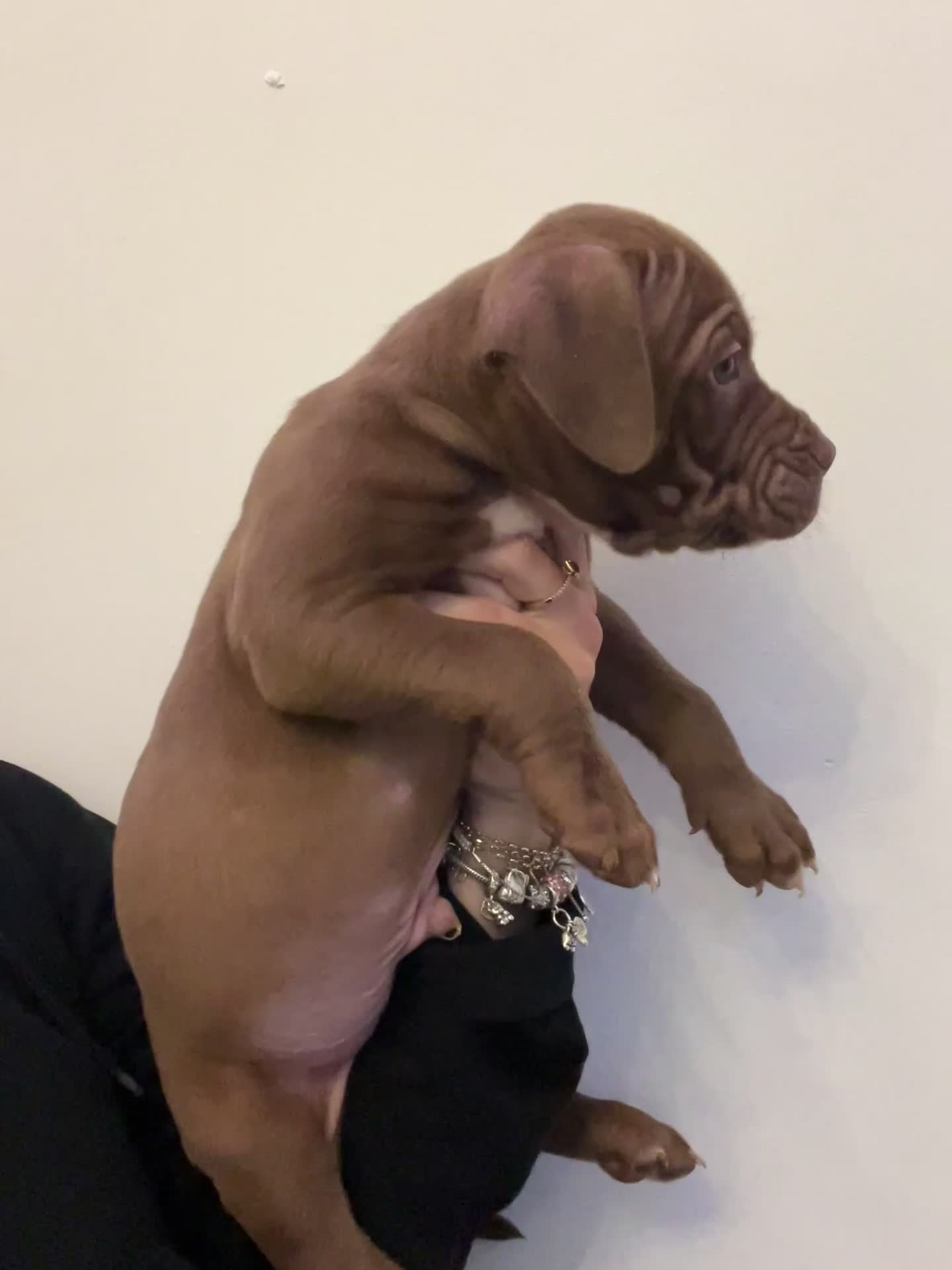 American Bully dogs for sale:  Medium Bully Puppies–XL are banned, these are NOT - Video 4