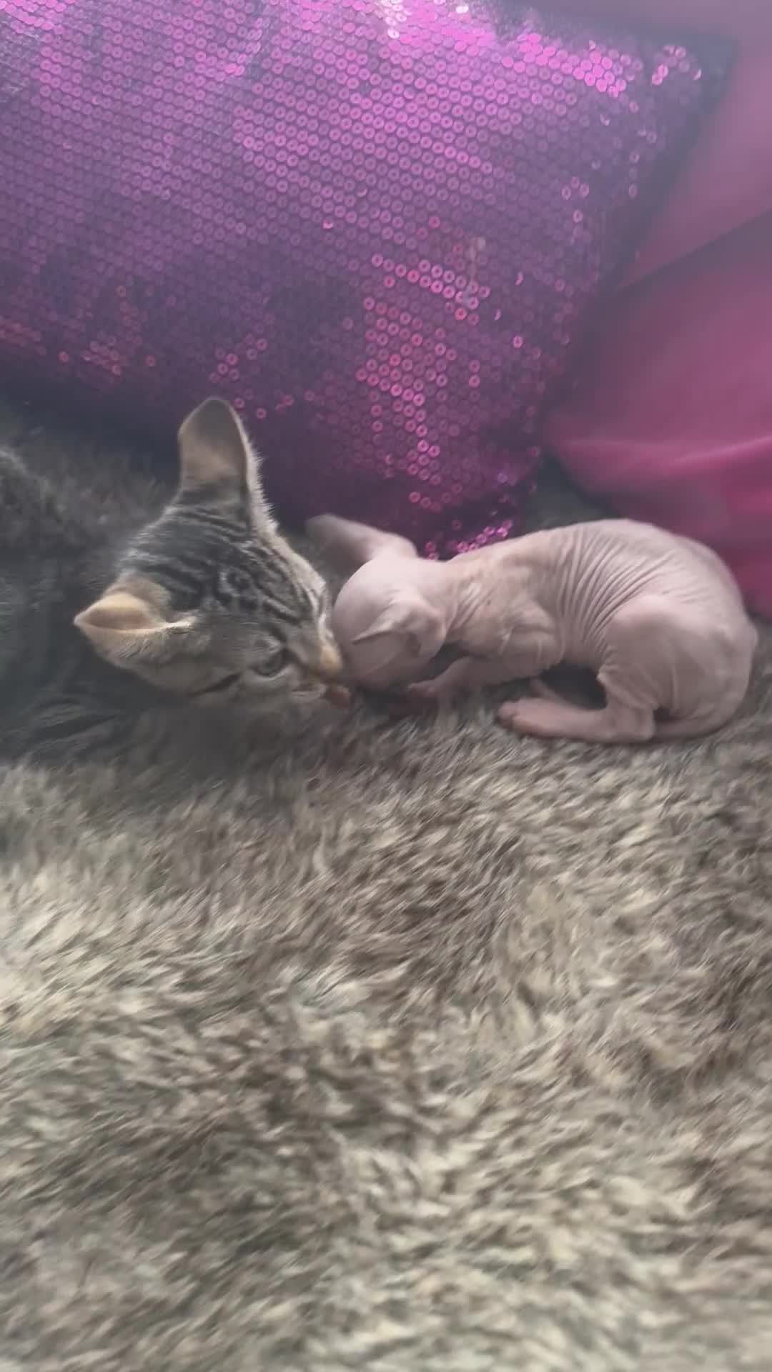 Sphynx cats for sale: Amazing kitten looking for family ❤️❤️❤️ - Video 3