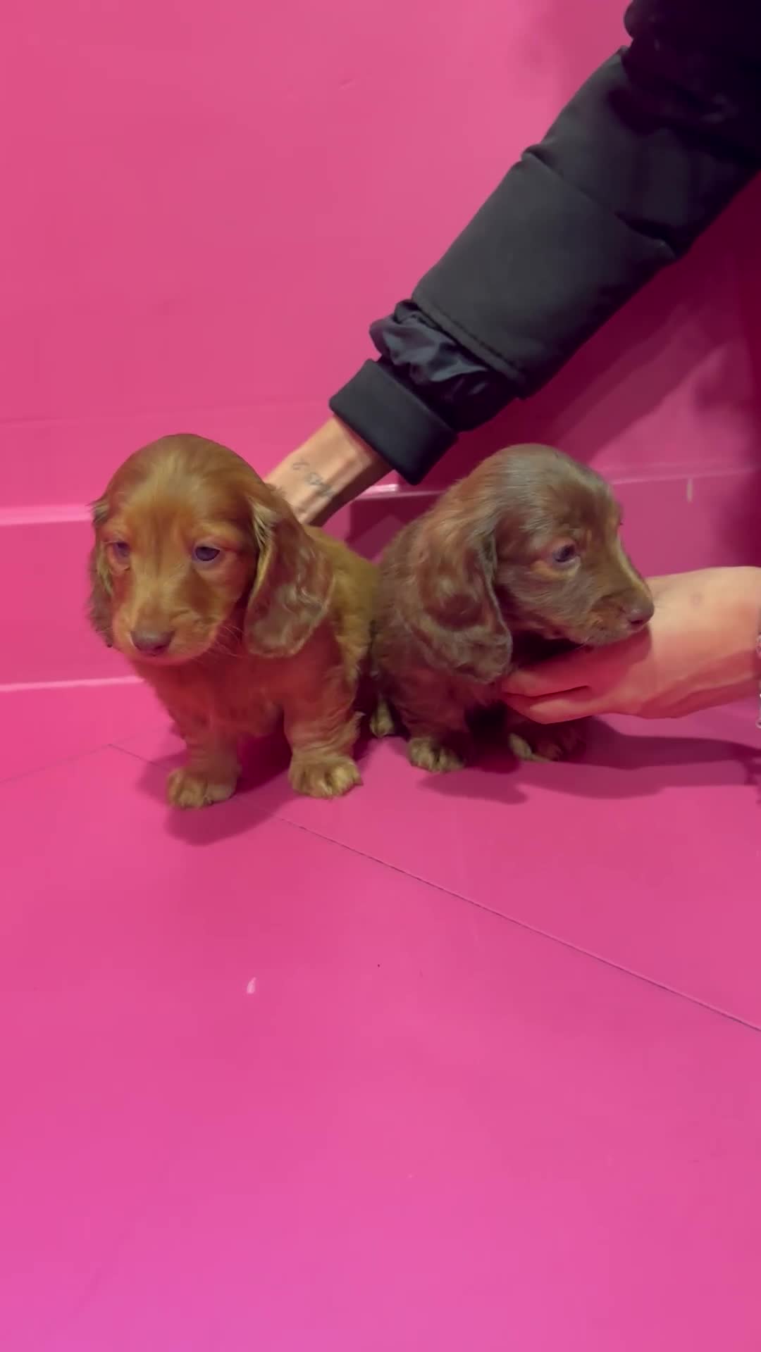 Miniature Dachshund dogs for sale: Stunning LH miniature Dachshund puppies  - Video 4