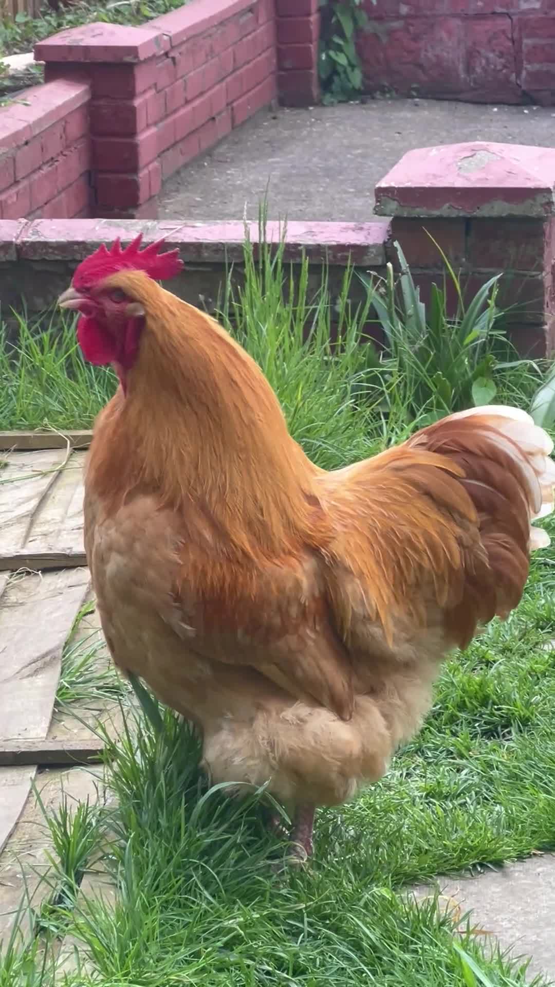 Chickens poultry for sale: Grownup Chickens in Maidstone - Video 1