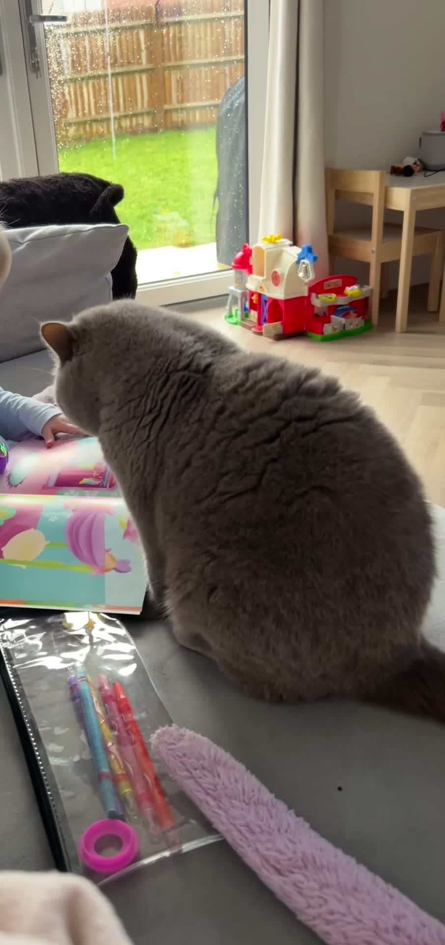 British Shorthair cats for sale: Champion pedigree female cat for rehoming  in Wellingborough - Video 1