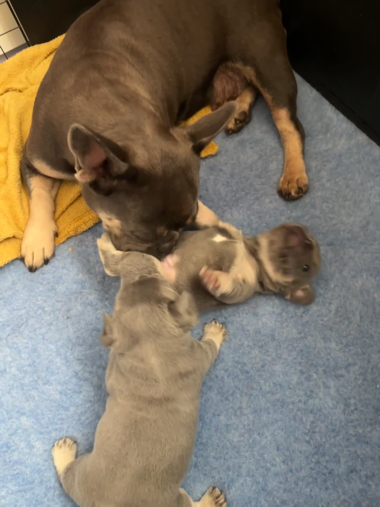French Bulldog dogs for sale: French bulldog puppies for sale - Video 2