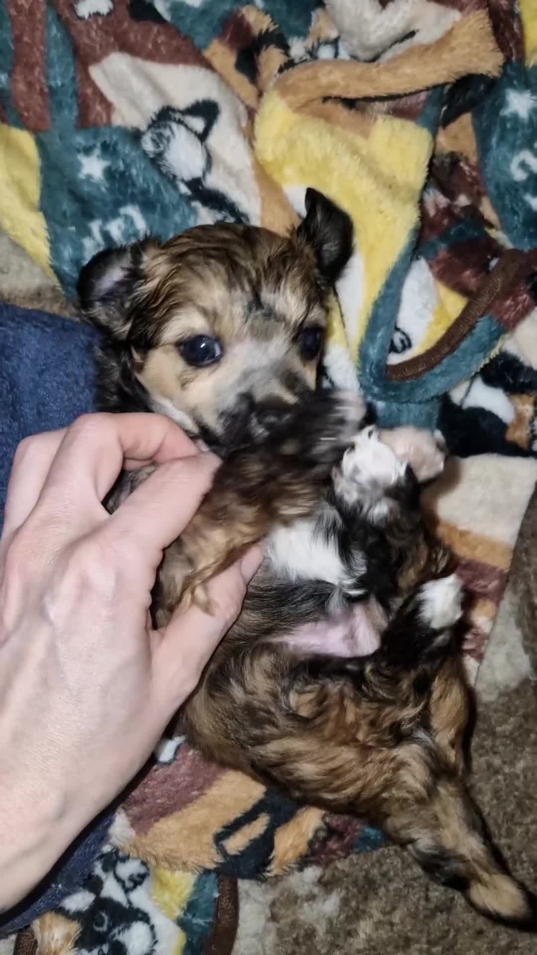Chinese Crested dogs for sale: Powder puff boy and girl   - Video 2