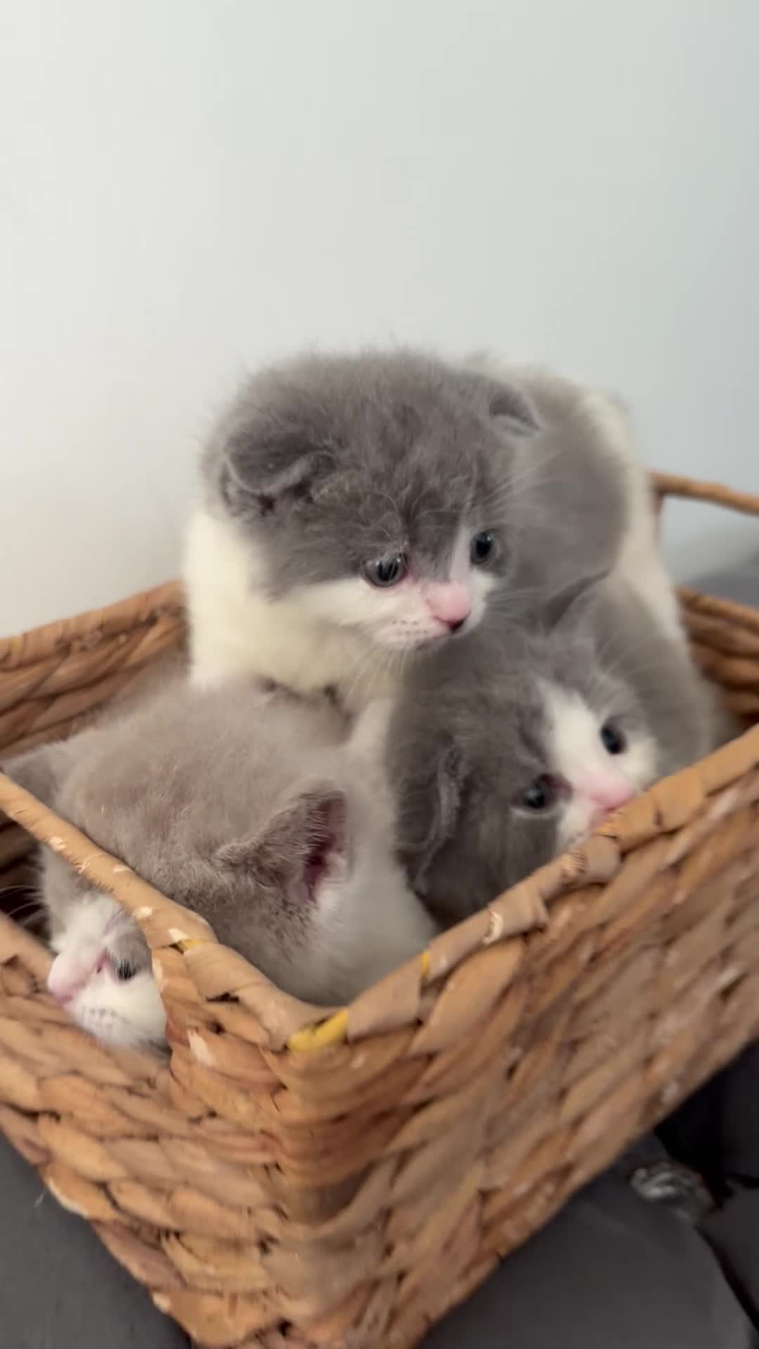 British Shorthair cats for sale: British shorthair cross (Scottish fold)  - Video 1