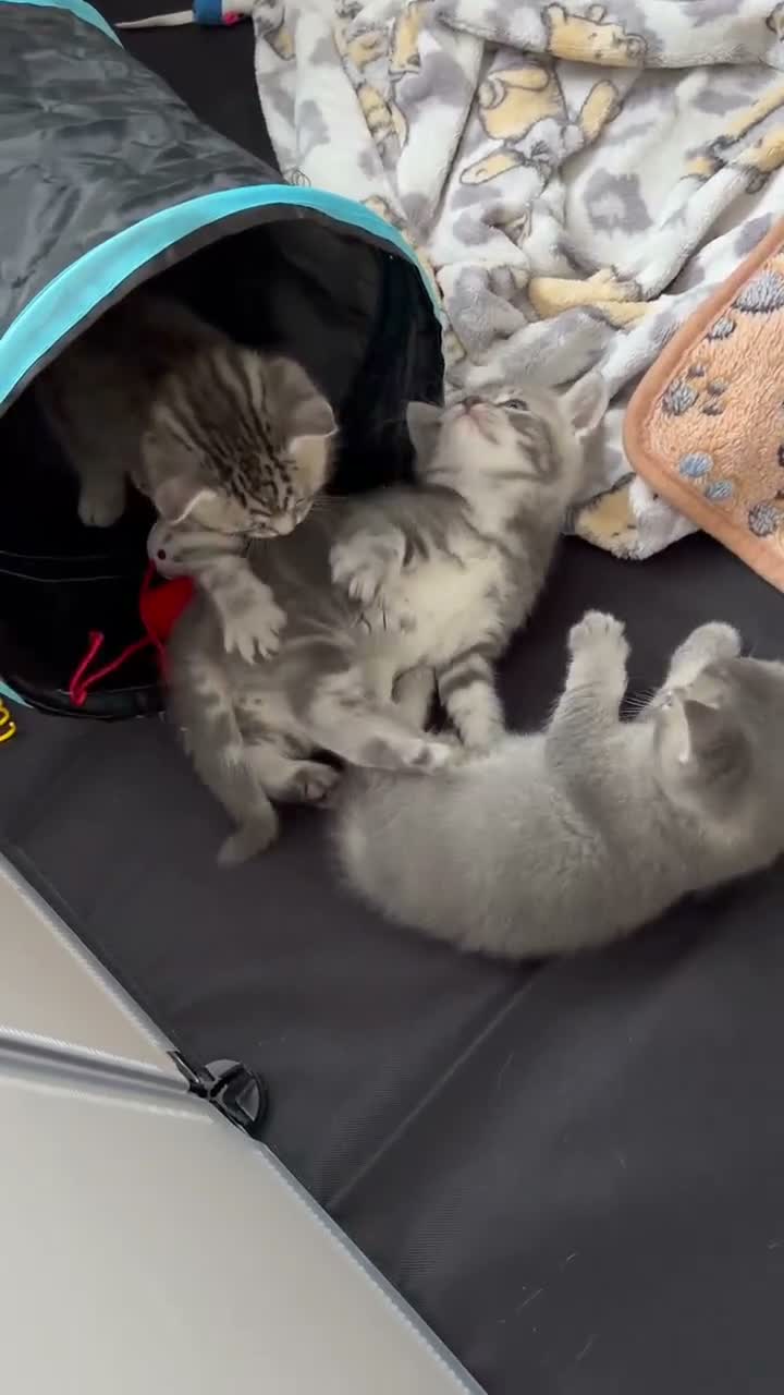 British Shorthair cats for sale: British shorthair /russian blue kittens  - Video 1
