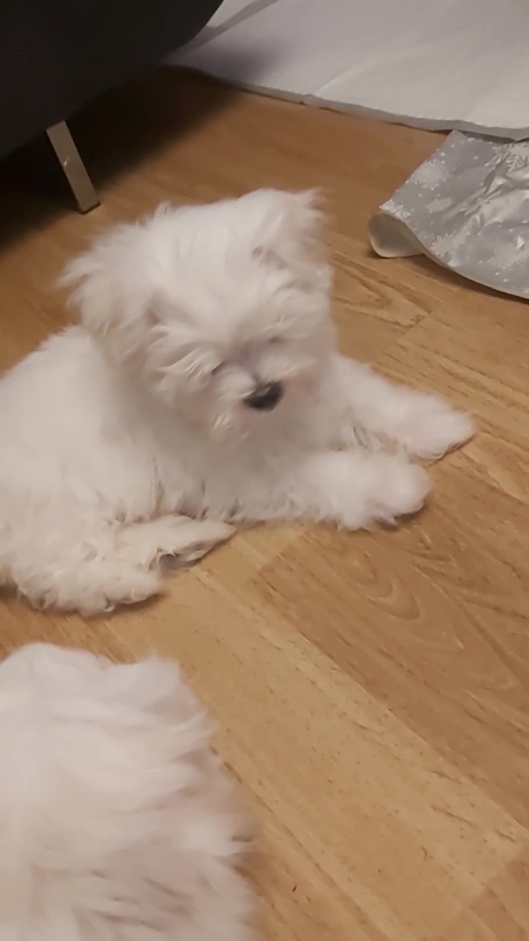 Maltese dogs for sale:  BOY AVAILABLE MALTESE KC REG READY FOR A NEW HOME in Llanelli - Video 1