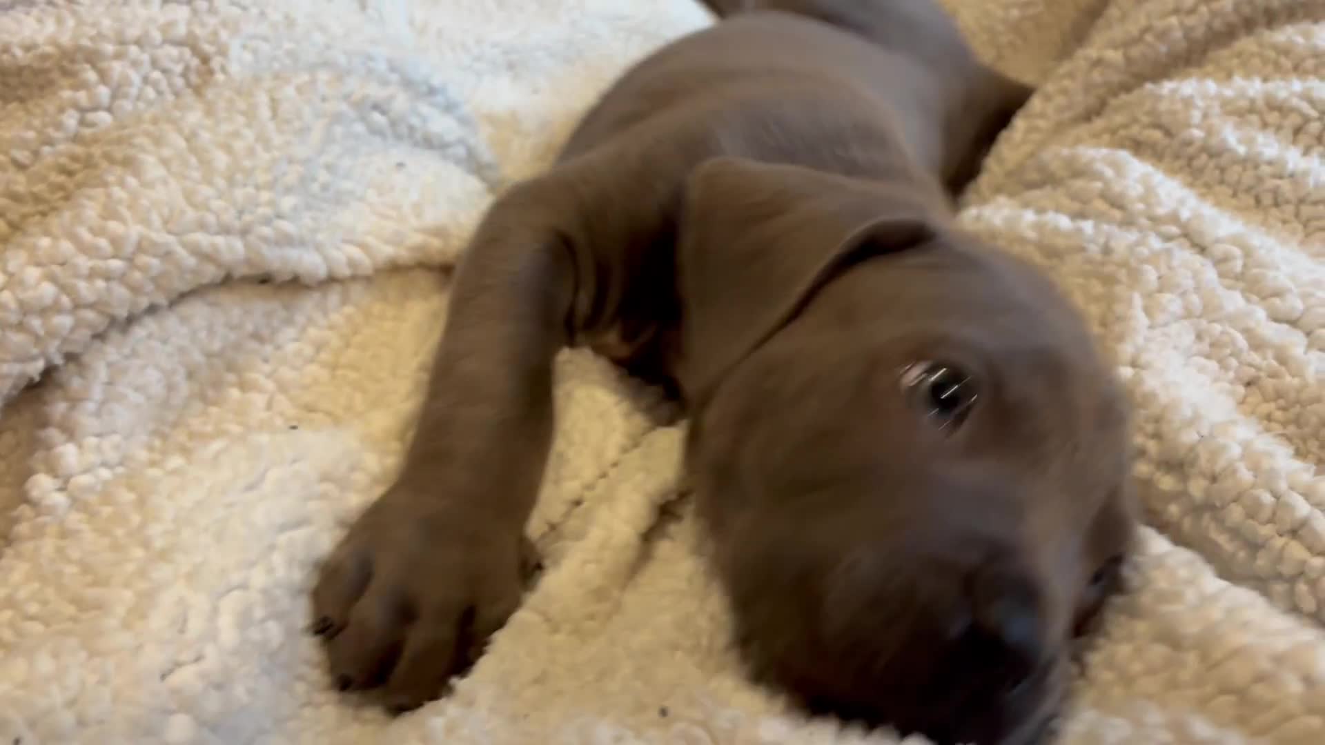 Boerboel dogs for sale: EXCEPTIONAL NABBR REGISTERED PUPPIES!  - Video 3