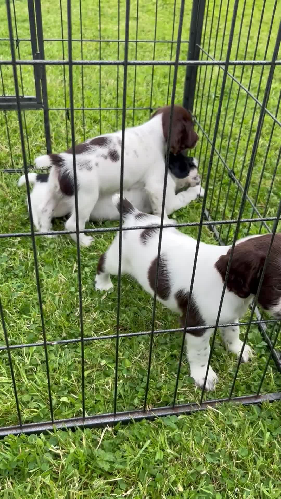 English Springer Spaniel dogs for sale: Beautiful English springer spaniel puppies  - Video 1