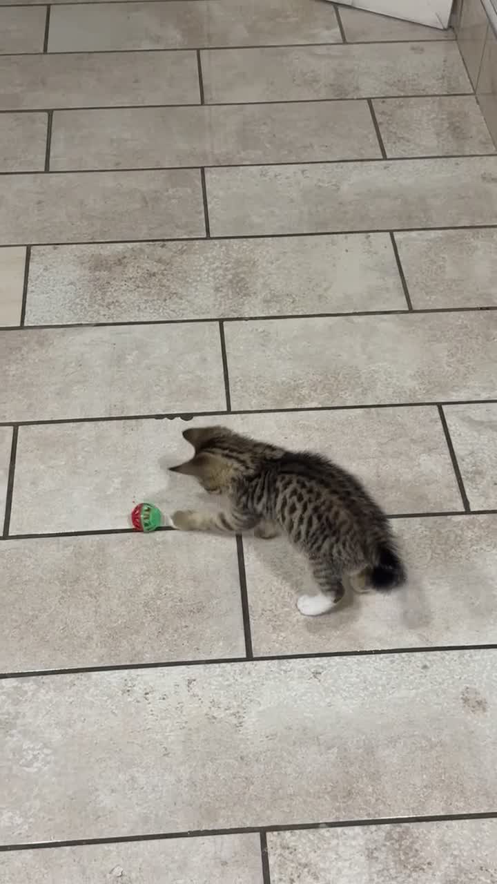 Mixed Breed cats for sale: Beautiful 9 WK Kitten Looking for a Loving Home  - Video 1