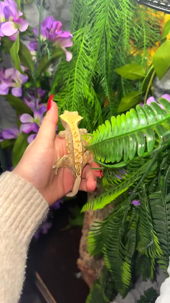 Gecko reptiles for sale: Crested gecko  in Ashford - Video 1