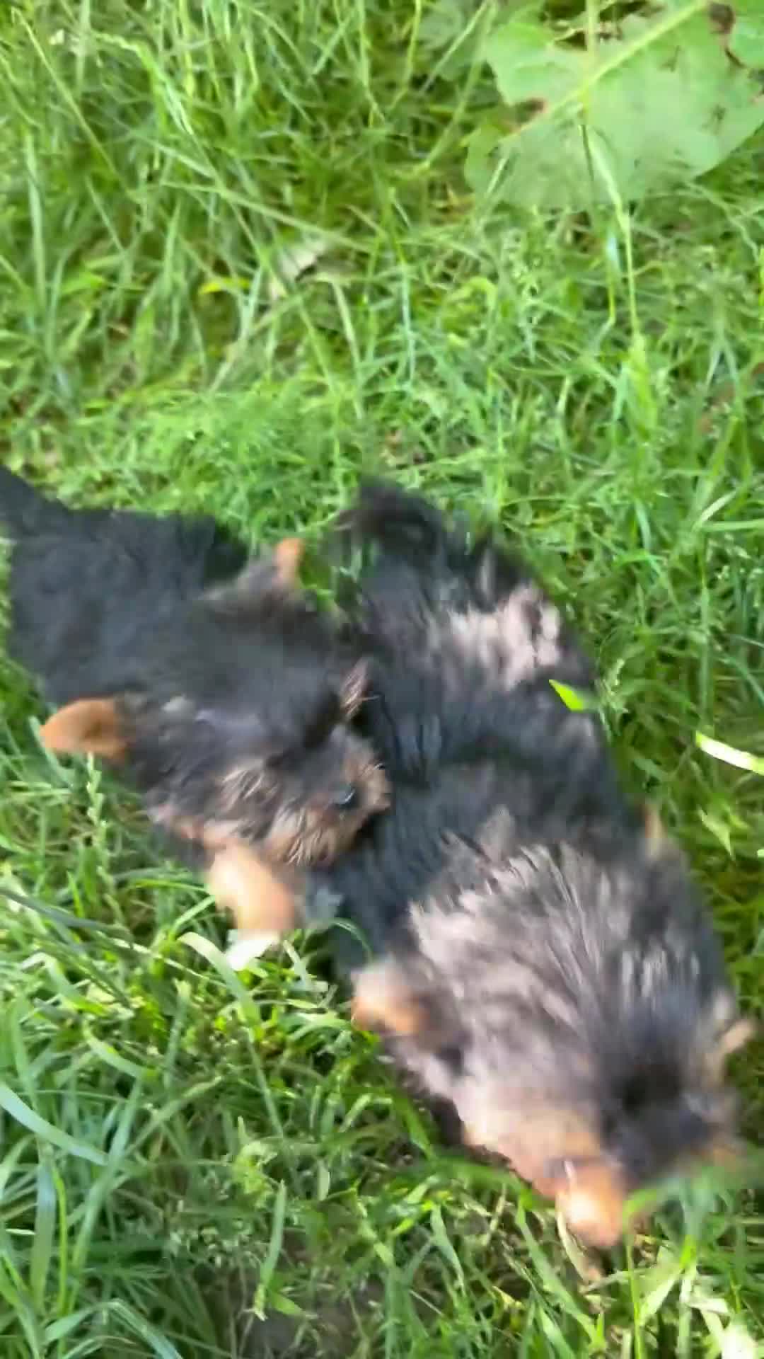 Yorkshire Terrier dogs for sale: Kennel Club Registered Yorkshire Terries in Stockport - Video 1
