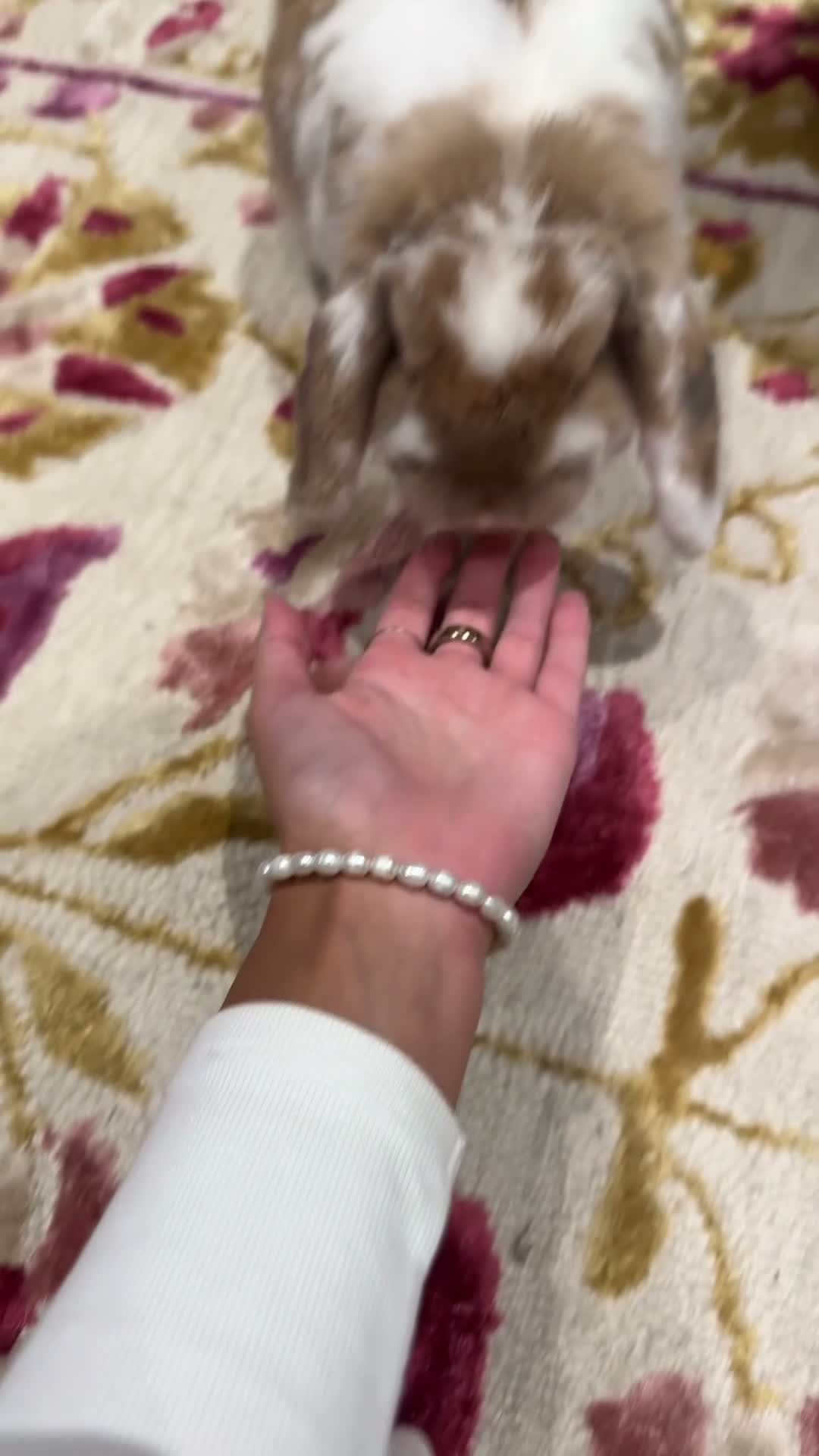 Mini Lop rabbits for sale: Bambi in Liverpool - Video 1