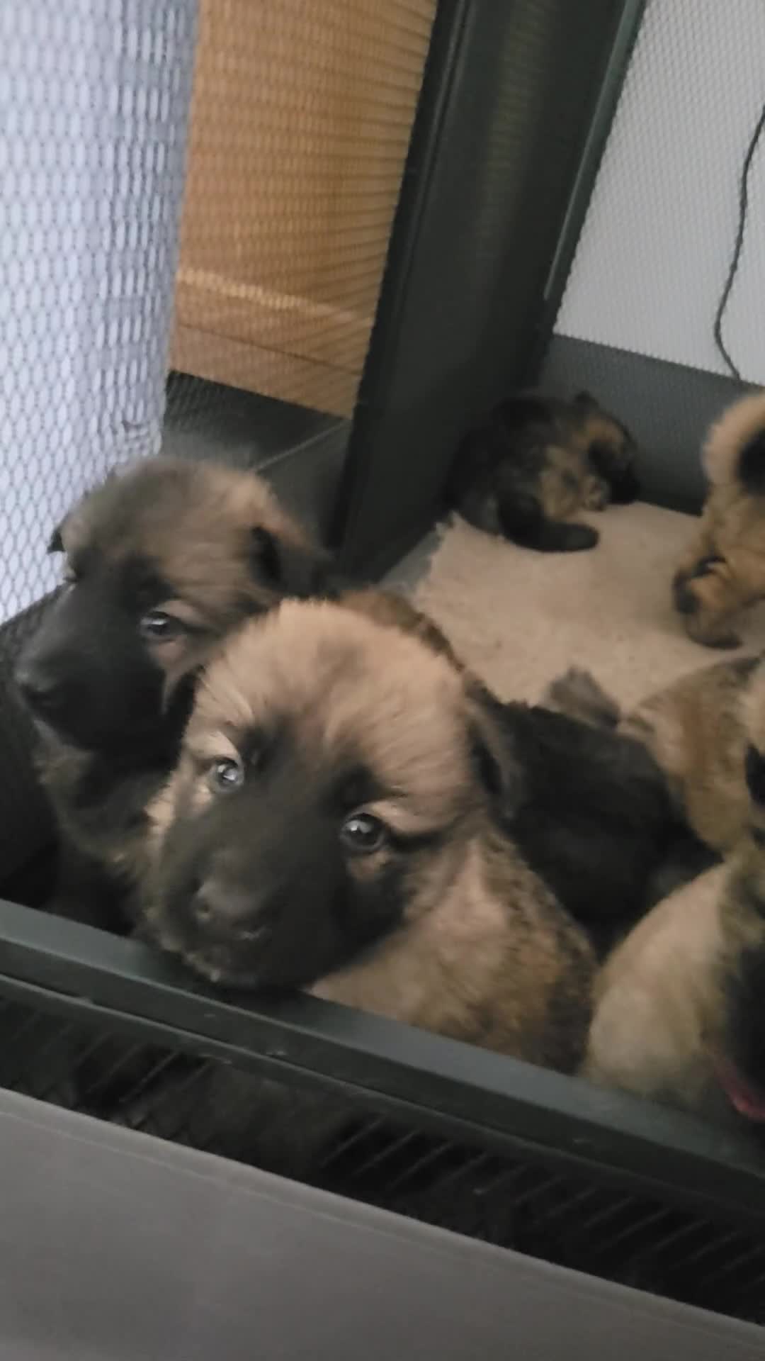 German Shepherd dogs for sale: KC REGISTERED HEALTH TESTED PARENTS READY NOW - Video 1