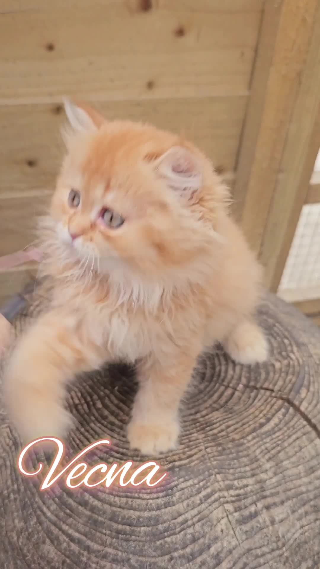 British Shorthair cats for sale: 🧡 3 Cute Tabby British Cuties 🧡 - Video 3