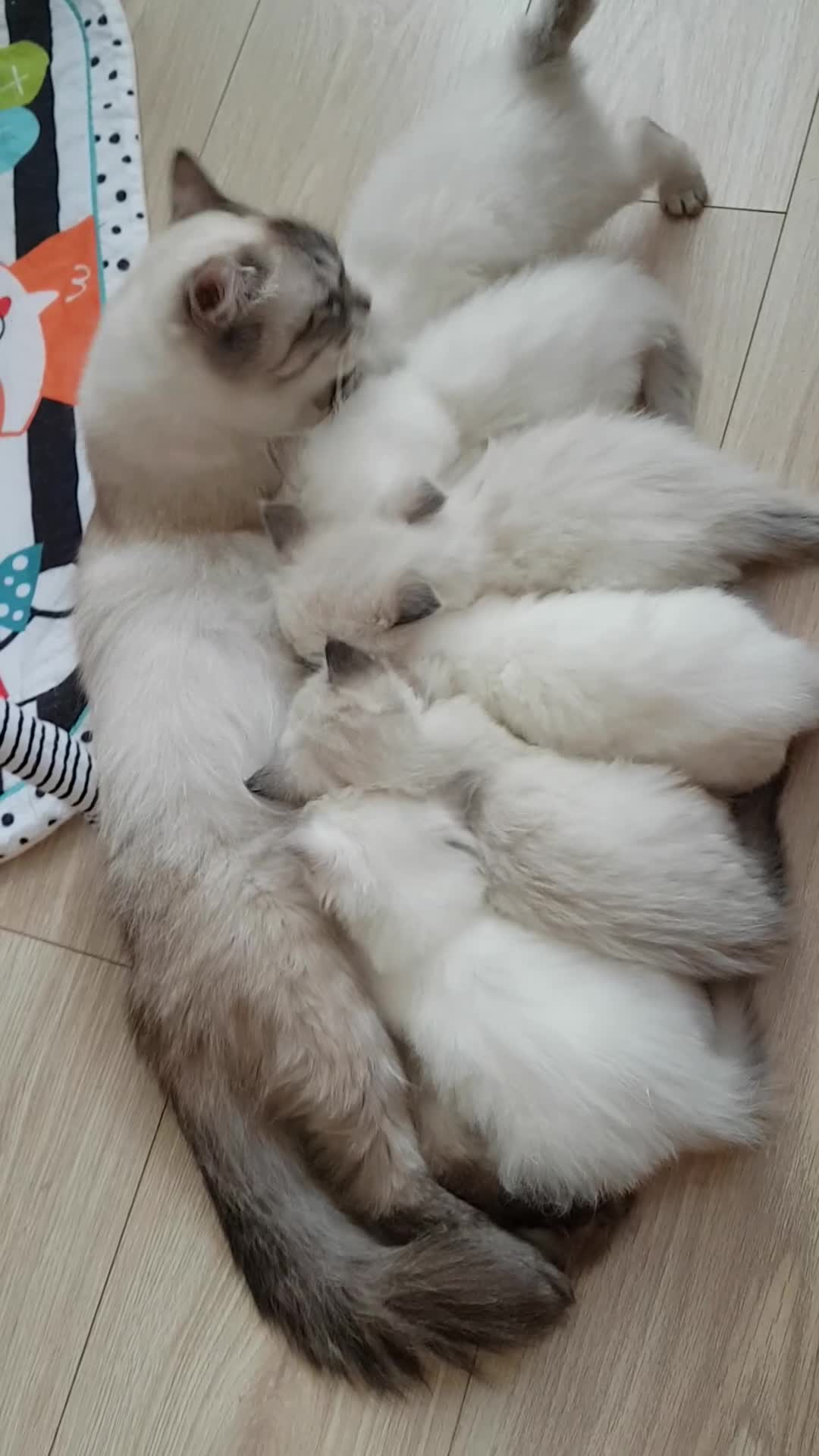 Ragdoll cats for sale: Beautiful Ragdoll Kittens.  - Video 1