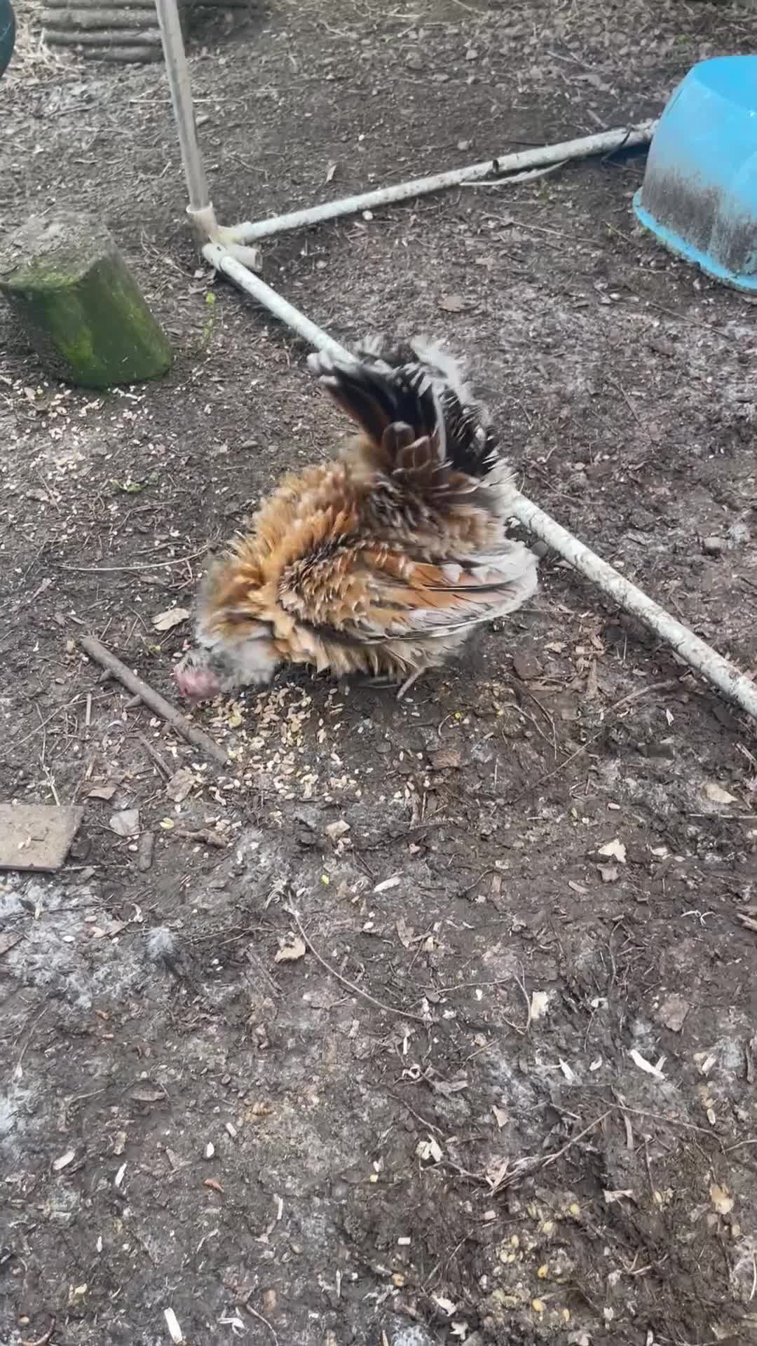 Chickens poultry for sale: Serama pair with 2 chicks - Video 1
