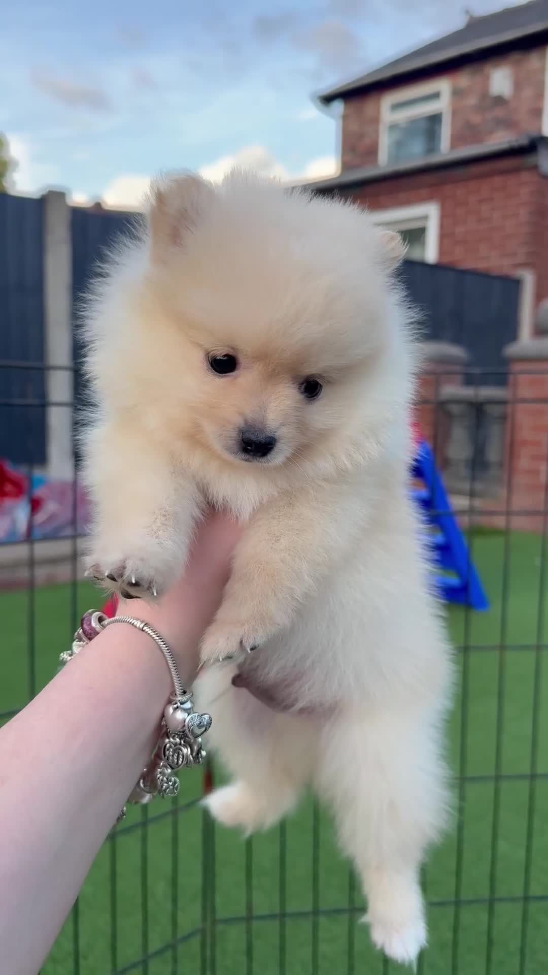 Pomeranian dogs for sale:  **  Pomeranian puppy’s ready to leave  in Liverpool - Video 2