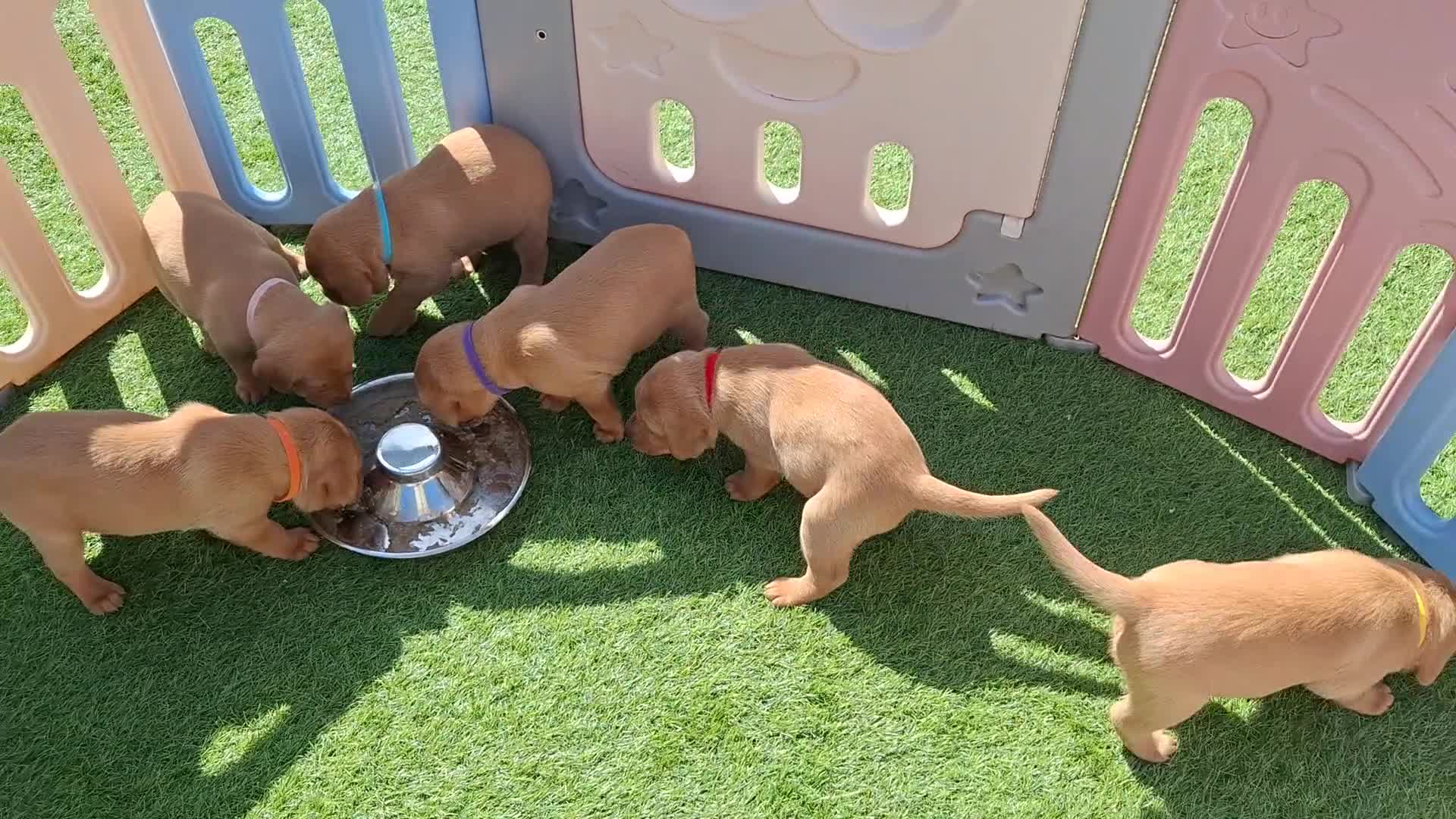 Labrador Retriever dogs for sale: Red fox Labrador puppies. 2 girls available  in Crewe - Video 1