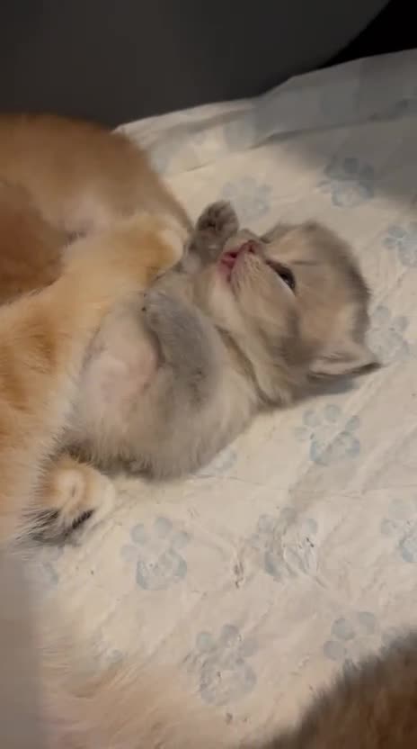 British Shorthair cats for sale: BEAUTIFUL GOLDEN BSH KITTENS AVAILABLE TO RESERVE - Video 3