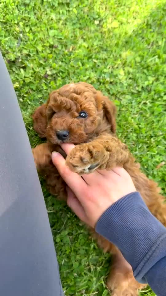 Miniature Poodle dogs for sale: KC Registered Deep Red Miniature Poodle Puppies - Video 2