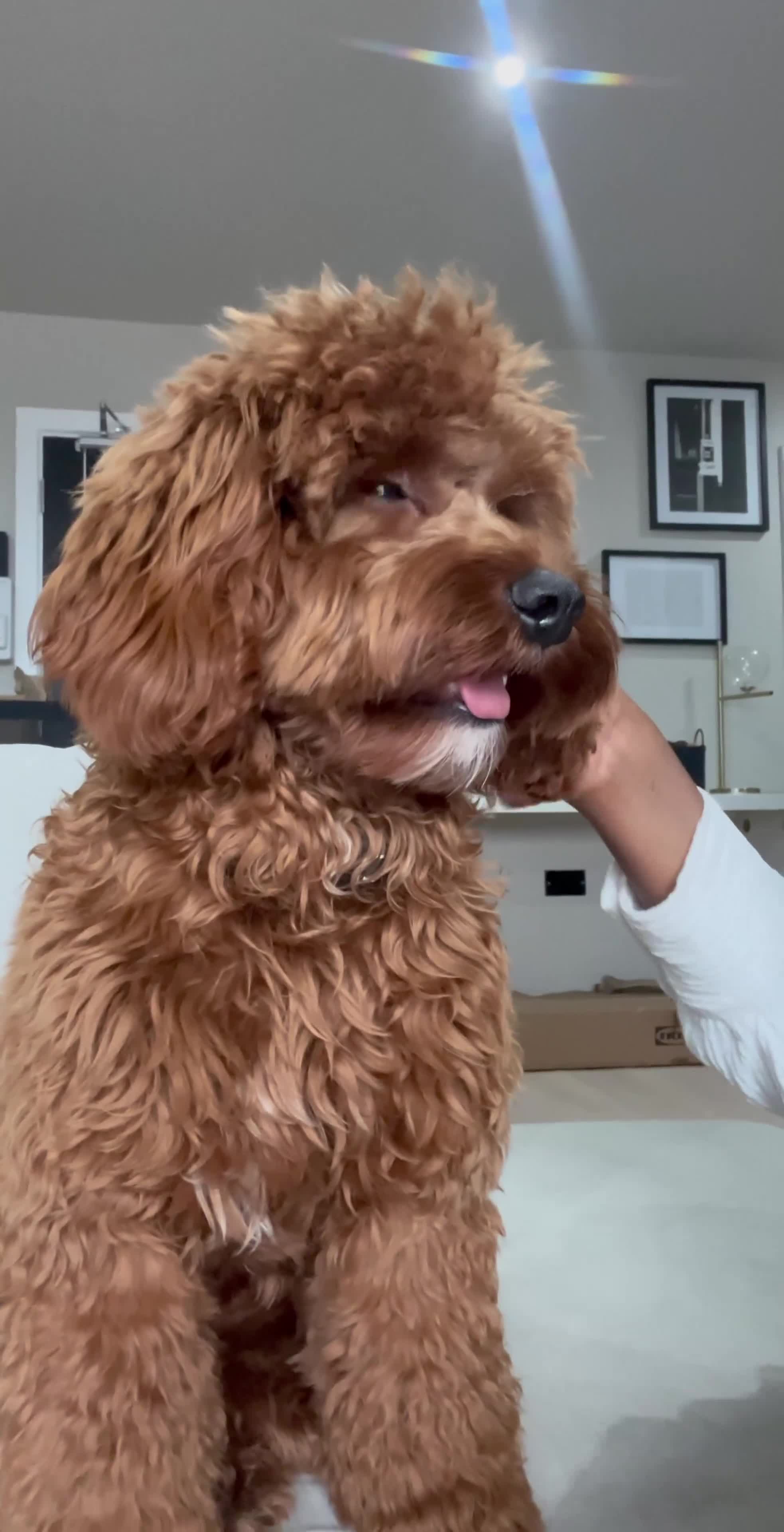 Cavapoo dogs for sale: F1 B Cavapoo - 10 Months  - Video 2