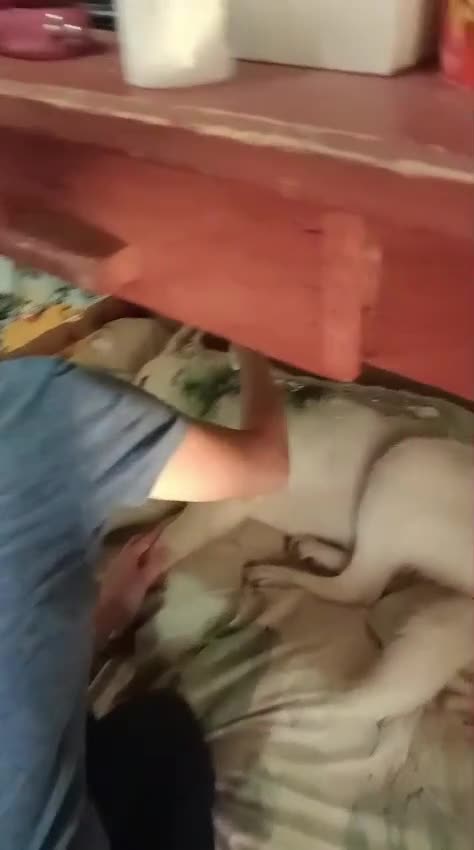 Mixed Breed dogs for adoption: 🌸 MEET BIANCA - a Gentle Girl for a Loving Family - Video 2