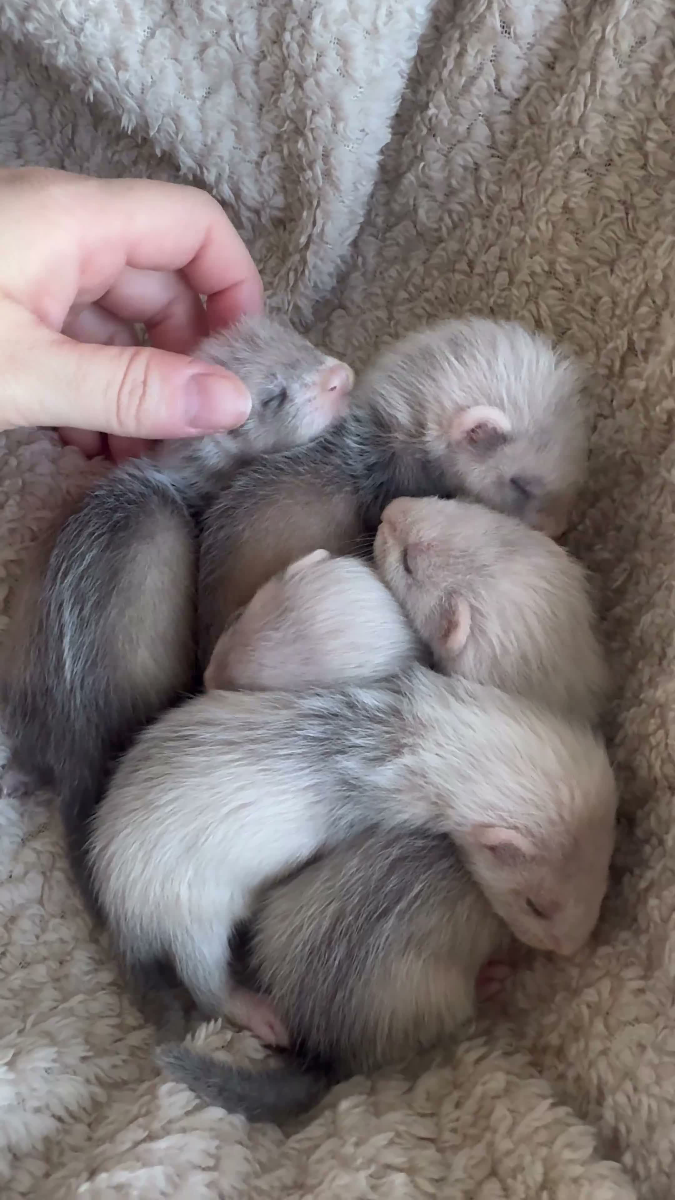 Ferret rodents for sale: Ferret Kits Ready To Leave 5th October - Video 1