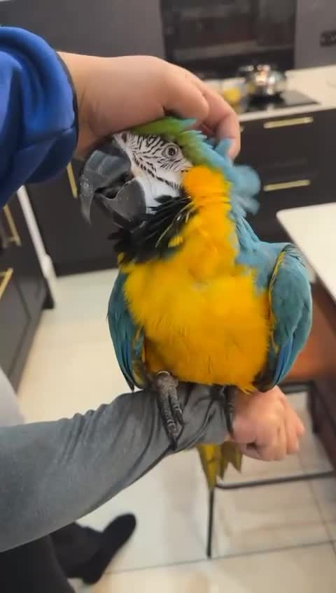 Macaws birds for sale: Tame and Talking Blue & Gold Macaw. - Video 1