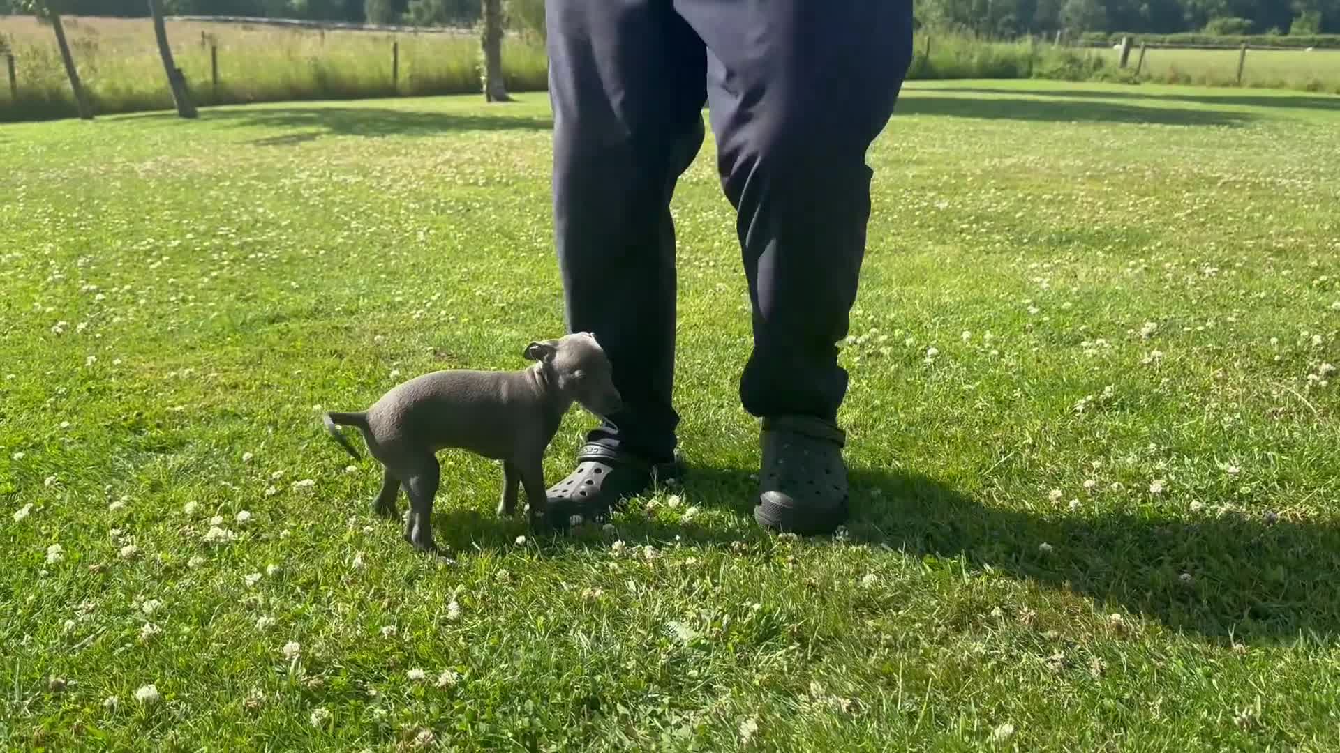 Italian Greyhound dogs for sale: Stunning well bred Italian greyhound -one boy left - Video 1