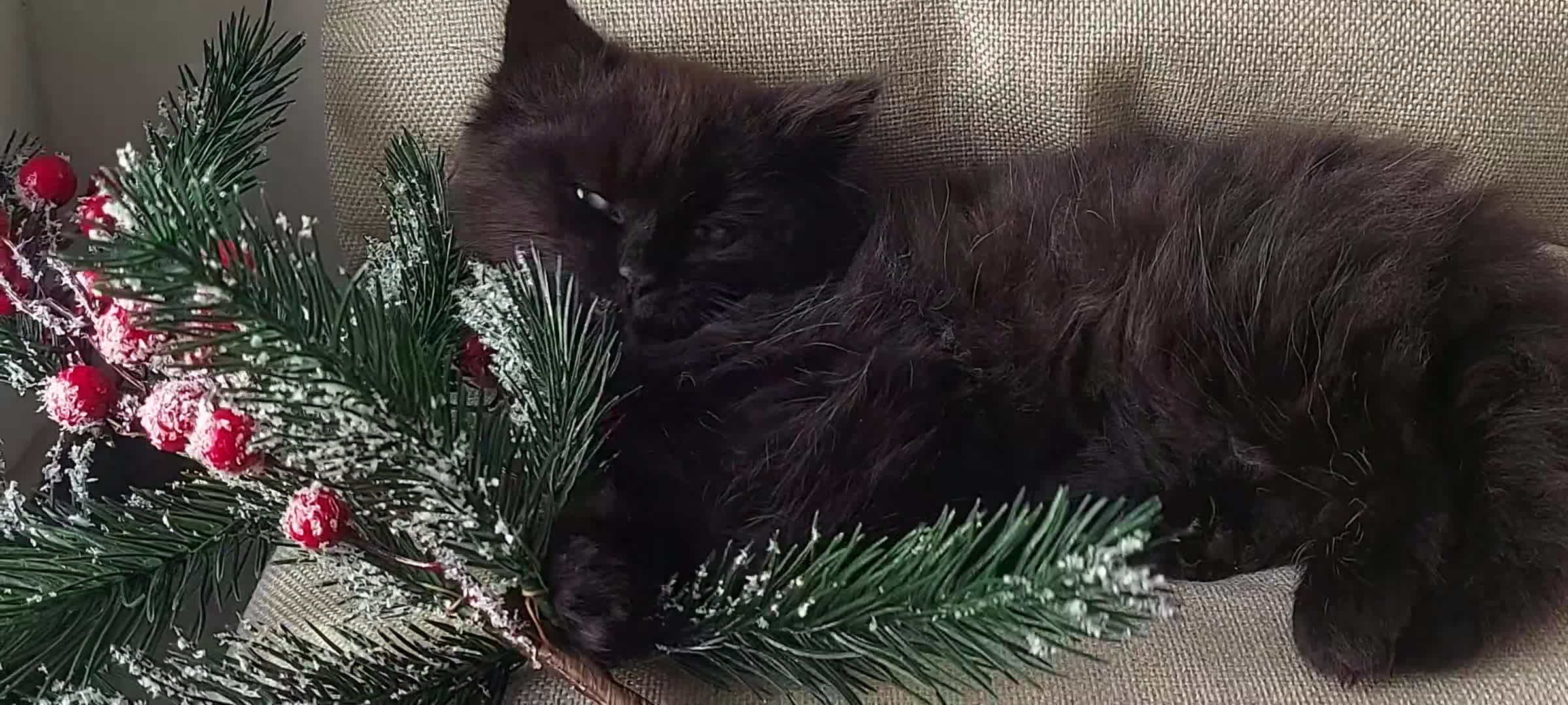 York Chocolate cats for sale: Green-eyed kittens , - Video 2