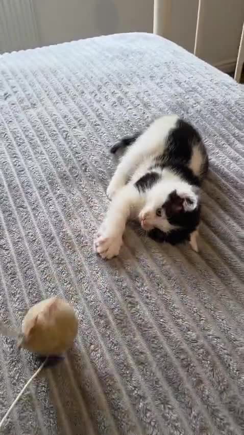 Mixed Breed cats for sale: 3 kittens for sale  - Video 2