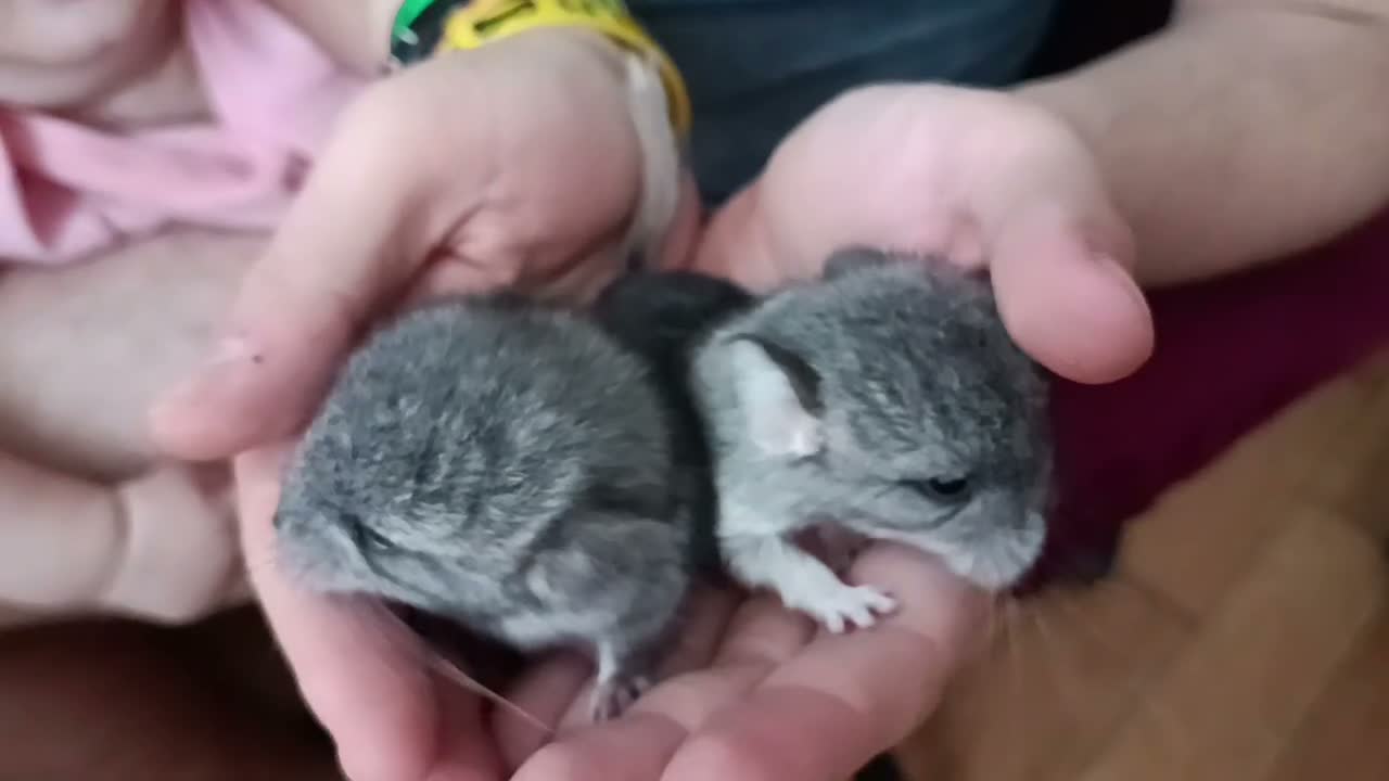 Chinchilla rodents for sale: 🐭💕Two Adorable Baby Chinchilla Boys 💕 - Video 1