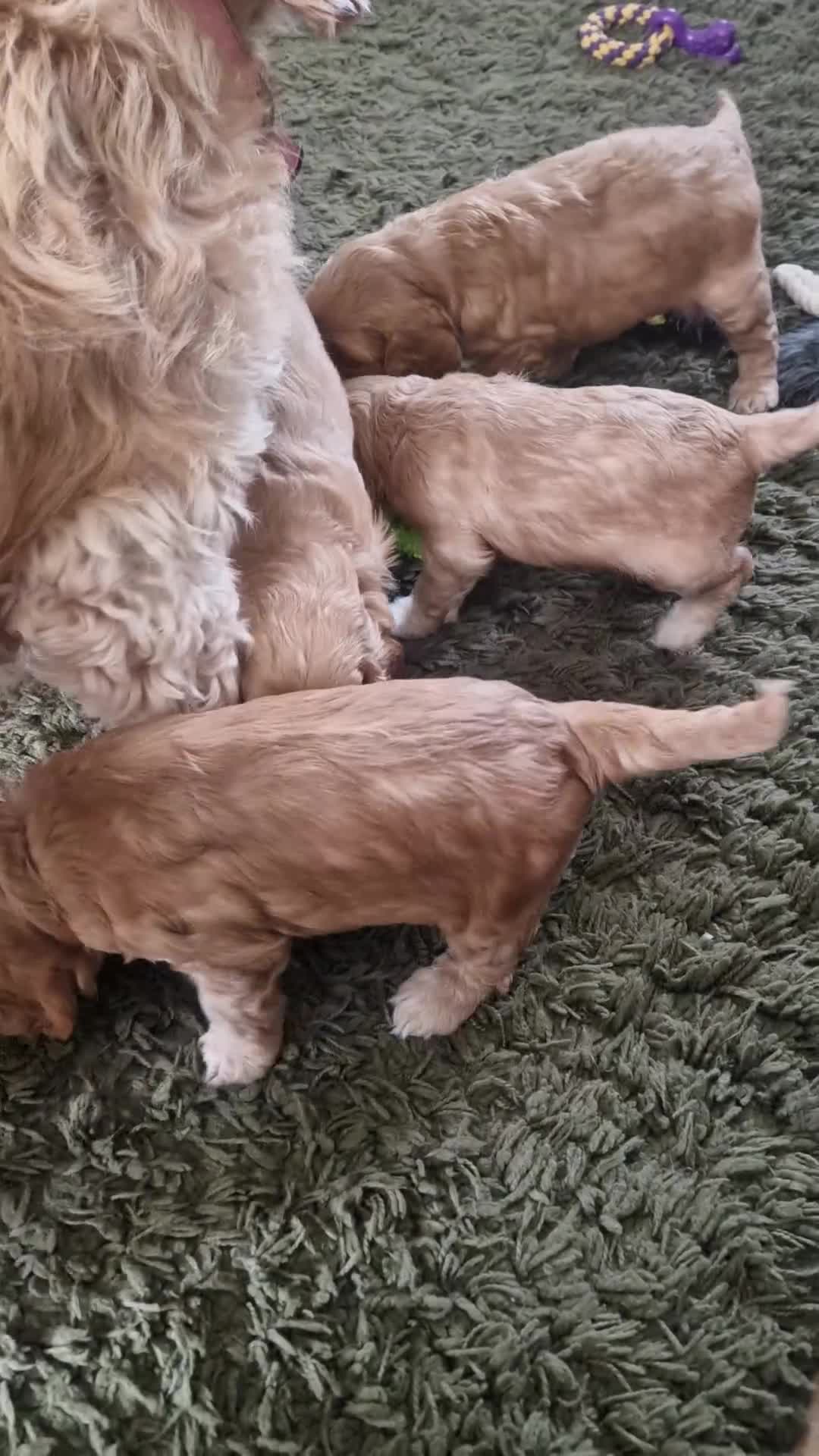 Cockapoo dogs for sale: Last beautiful boy left Gorgeous Golden Cockerpoo - Video 2