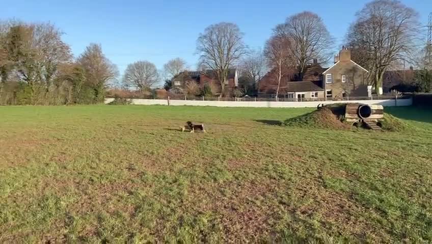 Mixed Breed dogs for adoption: ❤️AZARA❤️Everything You Could Dream of in a Dog in Ashby-de-la-Zouch - Video 1