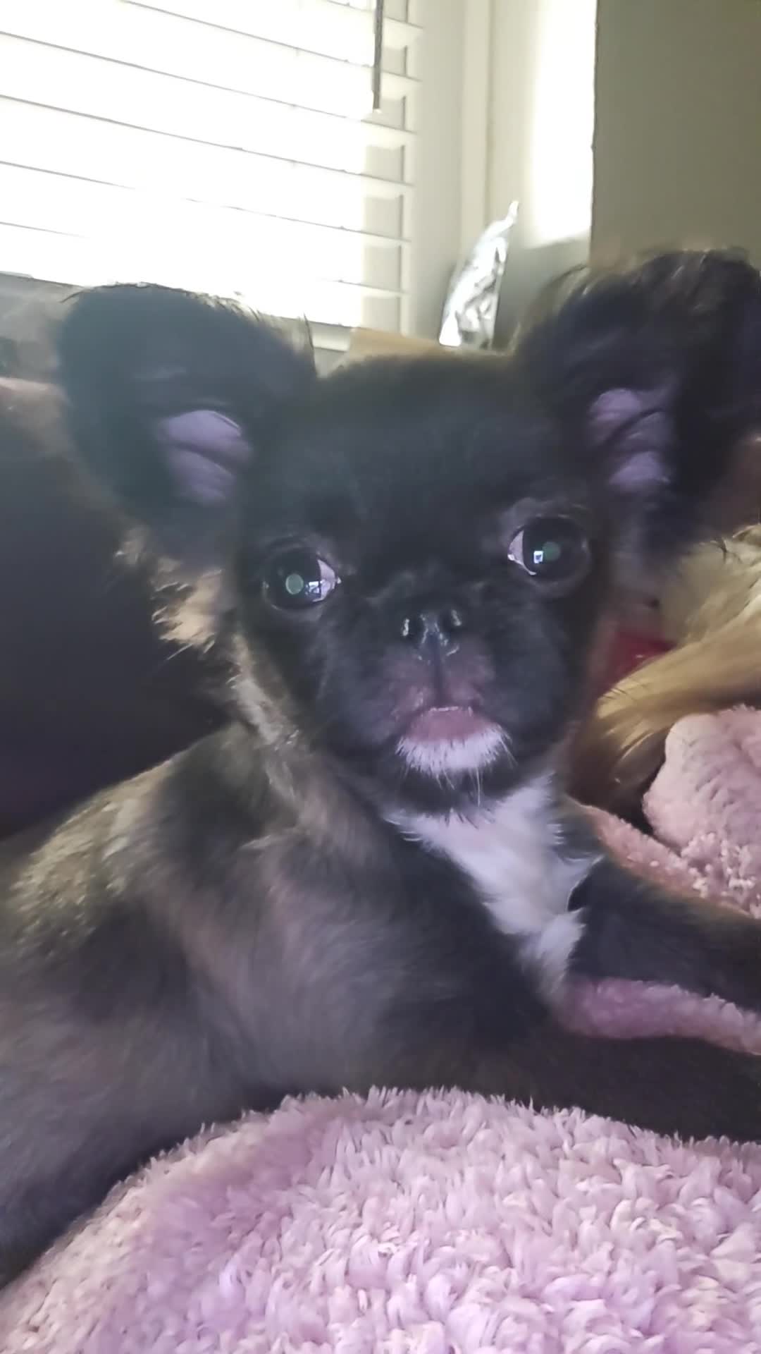 Chihuahua dogs for sale: Bow, long haired apple head chihuahua  - Video 1