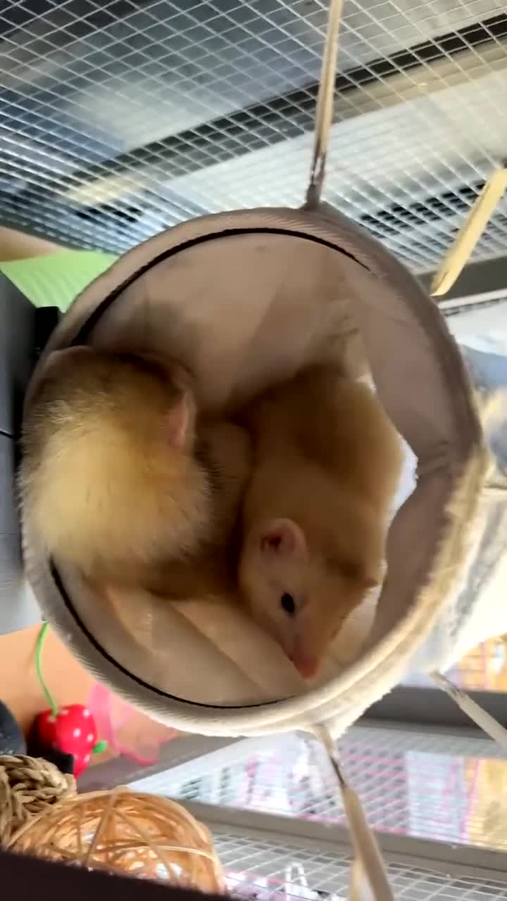 Ferret rodents for sale: 2 Male ferrets  - Video 1