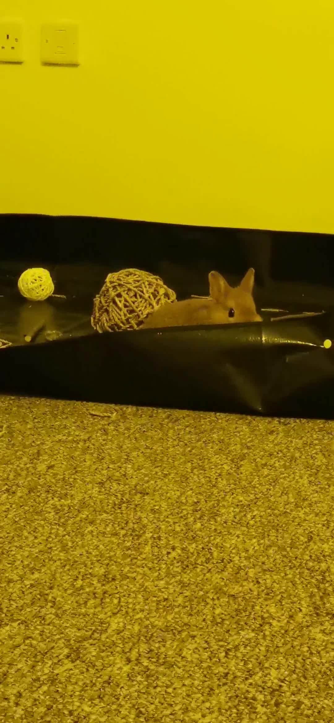 Netherland Dwarf rabbits for sale: Unique, Rare Red Fox Rabbit for sale - Video 3