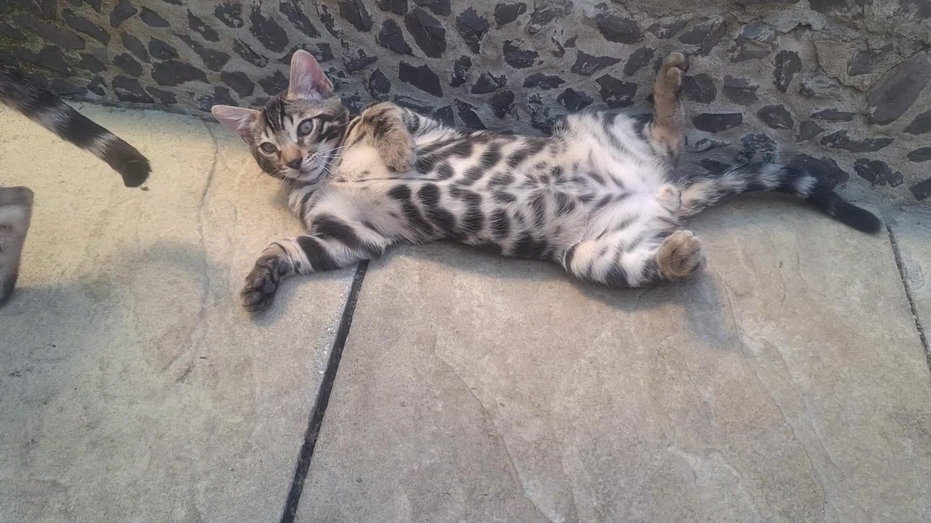 Bengal cats for sale: ❤️ Outstanding TICA Registered Bengal Kittens ❤️ - Video 1