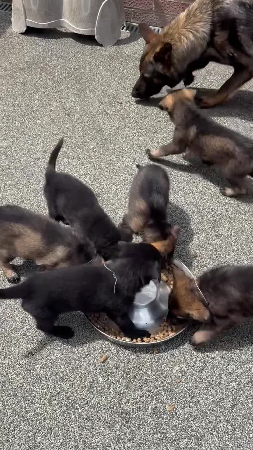 German Shepherd dogs for sale: ELITE KC REG CZECH WORKING LINE GSD PUPPIES 🏆 - Video 1
